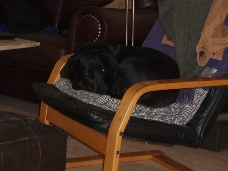 Labrador retriever Gribskov Skadi - Taget på fast gerning i fars stol billede 10