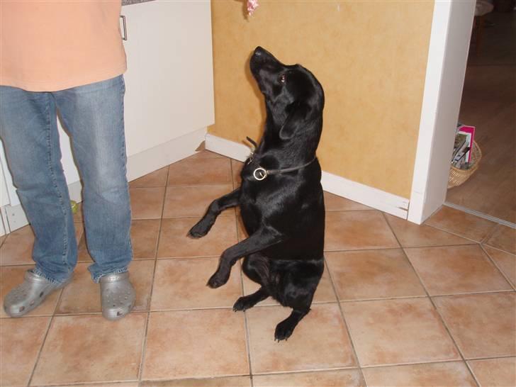 Labrador retriever Gribskov Skadi - hvad man ikke gør for en godbid billede 11