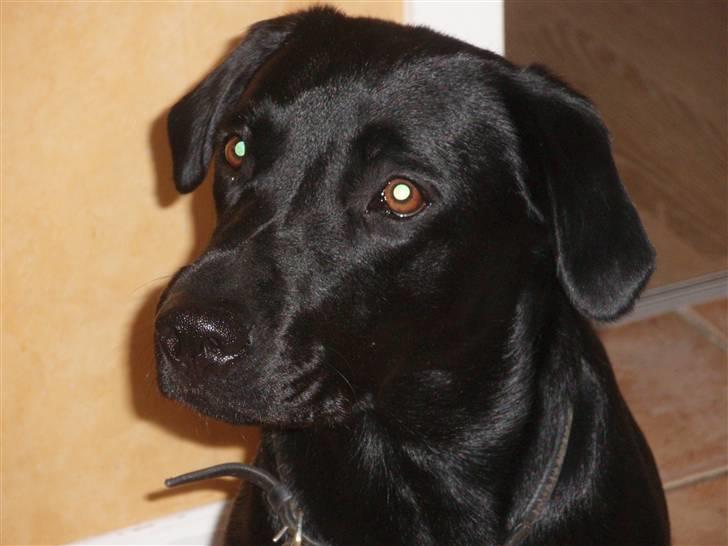 Labrador retriever Gribskov Skadi - Smuk hund billede 12