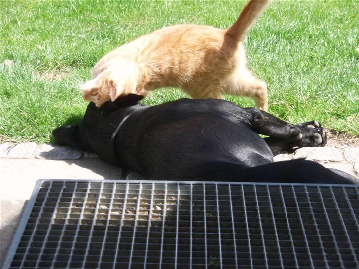 Labrador retriever Gribskov Skadi - Tarzan hilser på Skadi billede 13