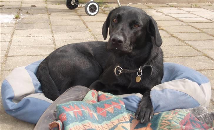 Labrador retriever Gribskov Skadi - Skadi april.2008 billede 14