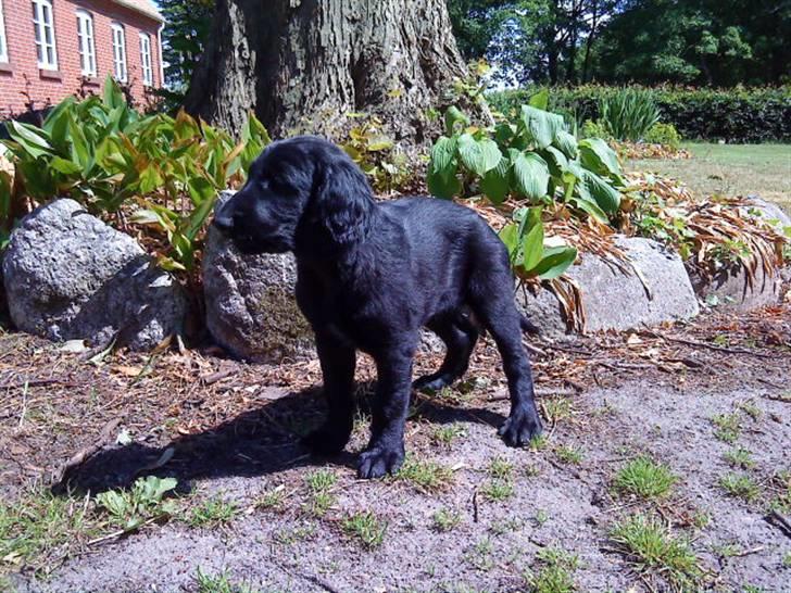 Flat coated retriever Morris - Morris lige da vi havde fået ham.  billede 1