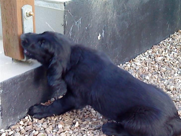 Flat coated retriever Morris - Da vi var ude og se på ham. billede 2