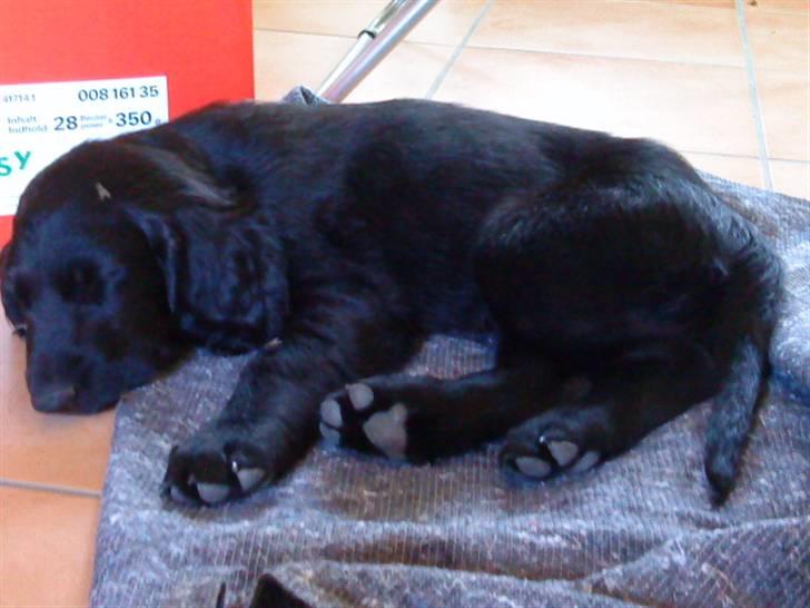 Flat coated retriever Morris - Morris lige da vi havde fået ham. billede 3