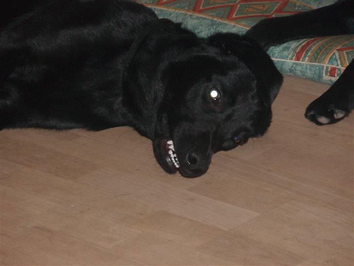 Labrador retriever Gribskov Skadi - man kan godt være en farlig hund når man drømmer billede 16