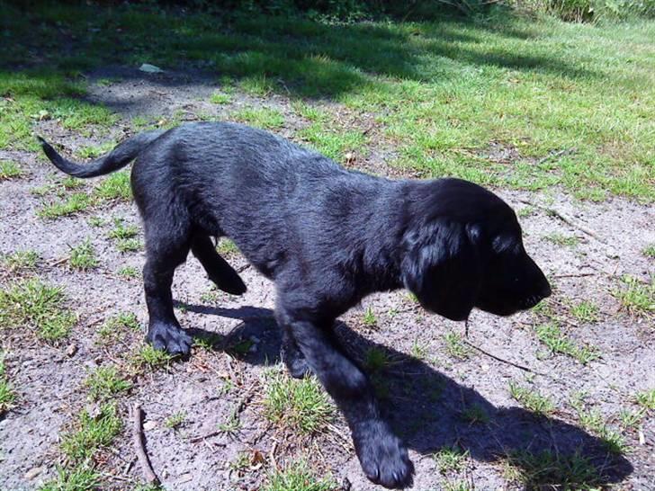 Flat coated retriever Morris - Morris går rundt i haven. billede 4
