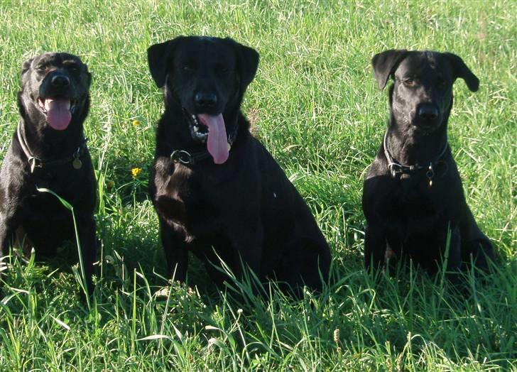 Labrador retriever Gribskov Skadi - Skadi sammen med mor Sif og storebror Odin juli 2008 billede 17