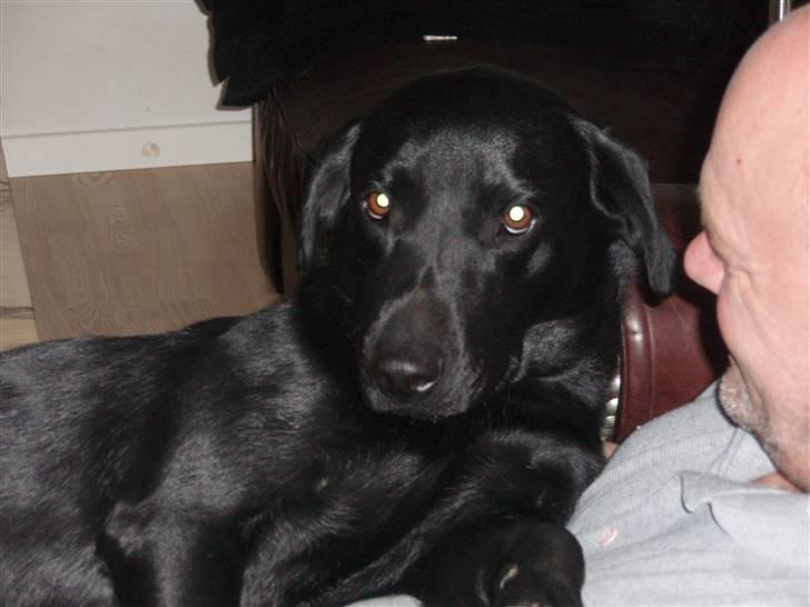 Labrador retriever Gribskov Skadi - Man er vel fars pige. billede 18