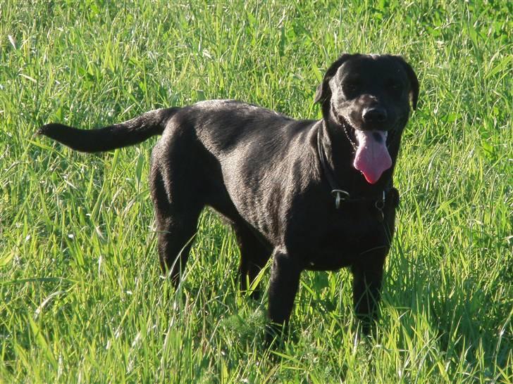 Labrador retriever Gribskov Skadi - Juli 2008, et rigtigt muskelbundt snart klar til at komme på jagt billede 19
