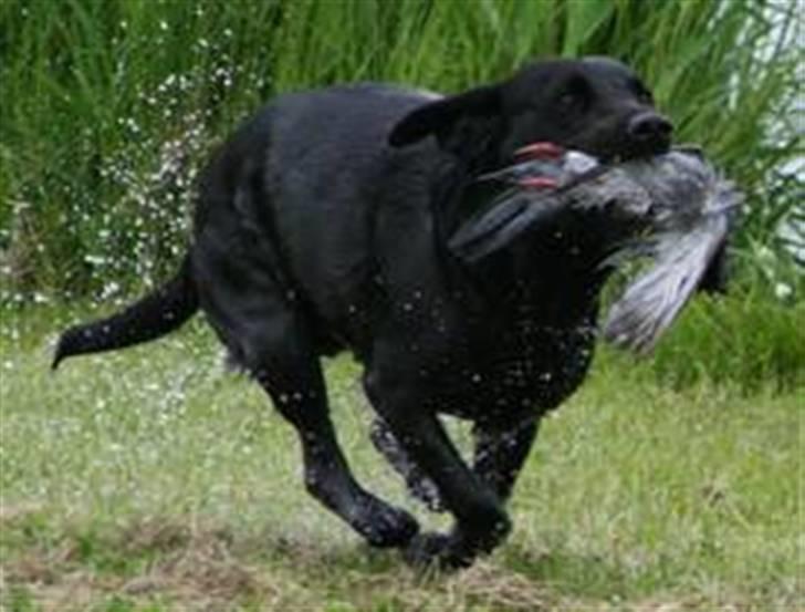 Labrador retriever Sif (Nana Broby) 2000-2013 - mester appotøren Sif billede 1