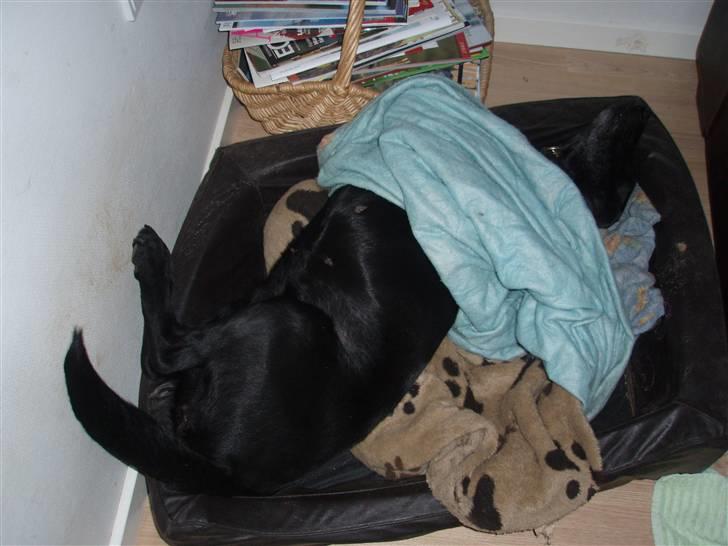 Labrador retriever Sif (Nana Broby) 2000-2013 - træt efter en lang dag billede 2