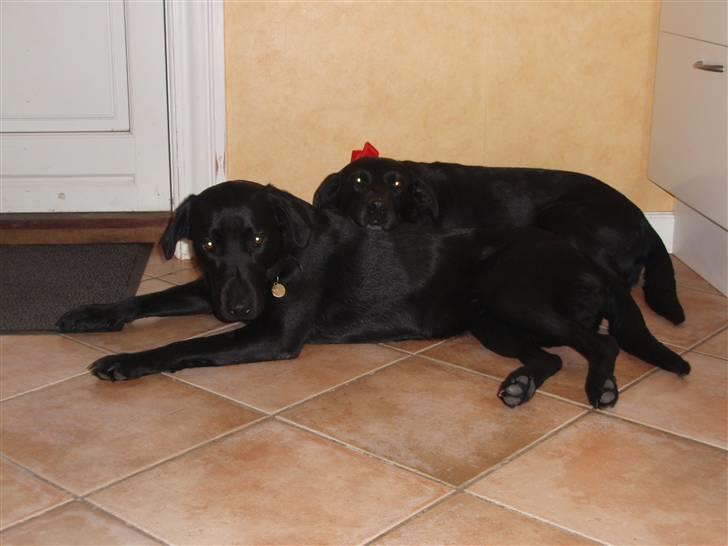 Labrador retriever Sif (Nana Broby) 2000-2013 - Sif og Skadi på Sifs 8 års føselsdag billede 3