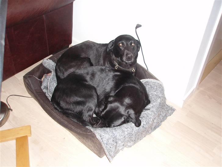 Labrador retriever Sif (Nana Broby) 2000-2013 - Sif og Skadi hygger i kurven billede 4