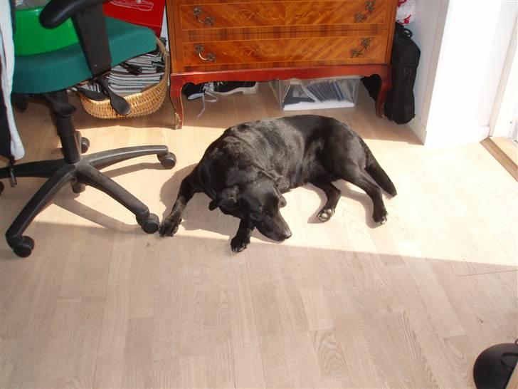 Labrador retriever Sif (Nana Broby) 2000-2013 - Sif elsker at ligge i solen billede 5