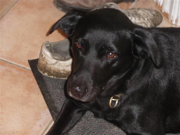 Labrador retriever Sif (Nana Broby) 2000-2013 - Sif med sine "bob"ører billede 6