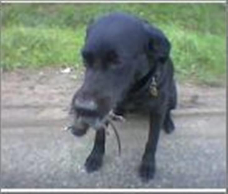 Labrador retriever Sif (Nana Broby) 2000-2013 - Det var den rotte... billede 7