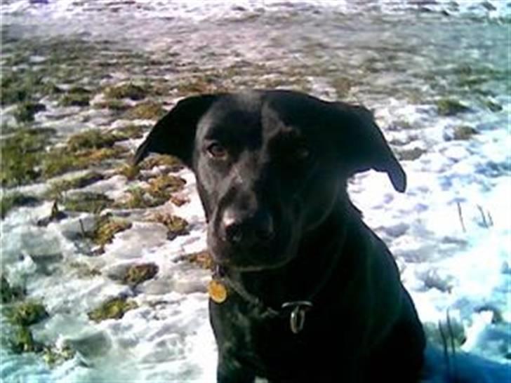 Labrador retriever Sif (Nana Broby) 2000-2013 - Sif 2007 billede 8