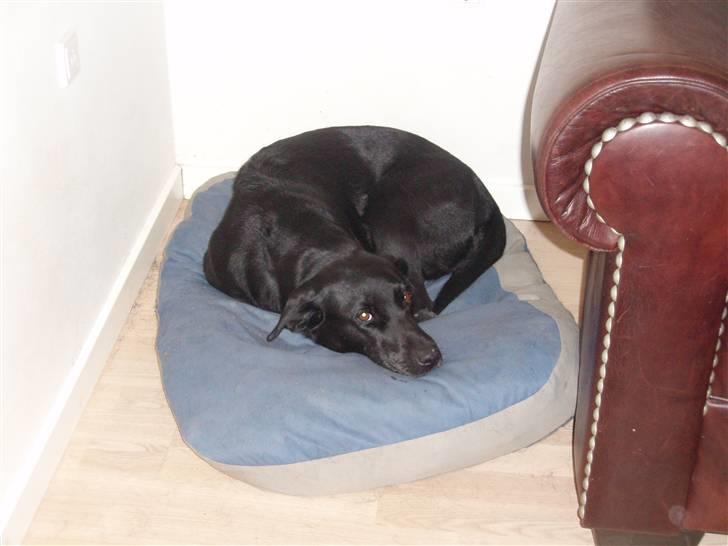 Labrador retriever Sif (Nana Broby) 2000-2013 - En hygge stund i den bedste seng billede 9