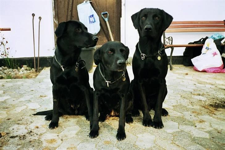 Labrador retriever Sif (Nana Broby) 2000-2013 - Sif sammen med Skadi og Odin billede 10