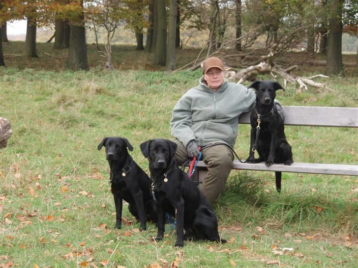 Labrador retriever Sif (Nana Broby) 2000-2013 - På tur i Dyrehaven  billede 11