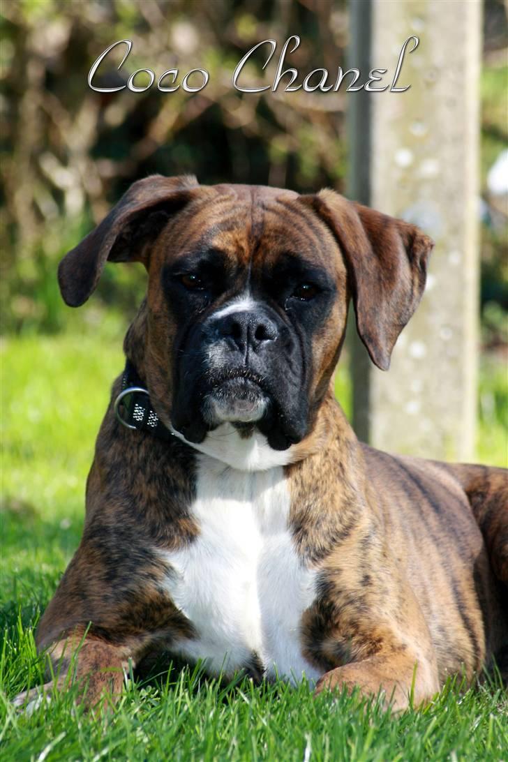Boxer Coco Chanel - Velkommen til Cocos profil :) billede 1
