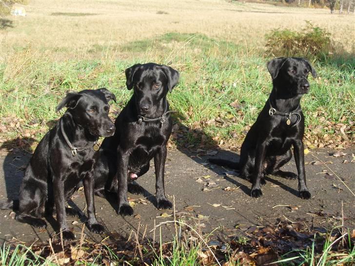 Labrador retriever Sif (Nana Broby) 2000-2013 - Sif, Odin og Skadi billede 12