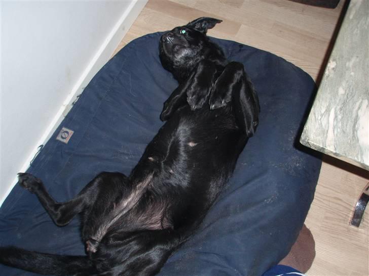 Labrador retriever Sif (Nana Broby) 2000-2013 - Endelig har man sengen for sig selv billede 13