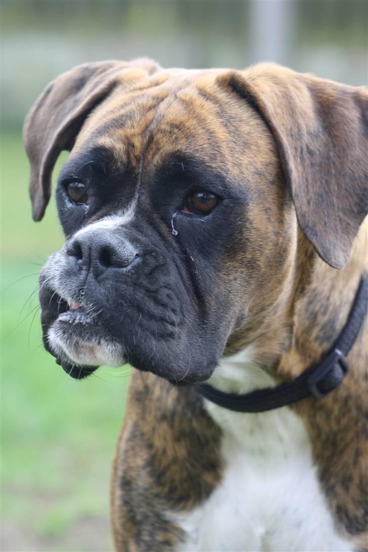 Boxer Coco Chanel - Hmm.. Lidt for meget underbid . hehe. billede 2