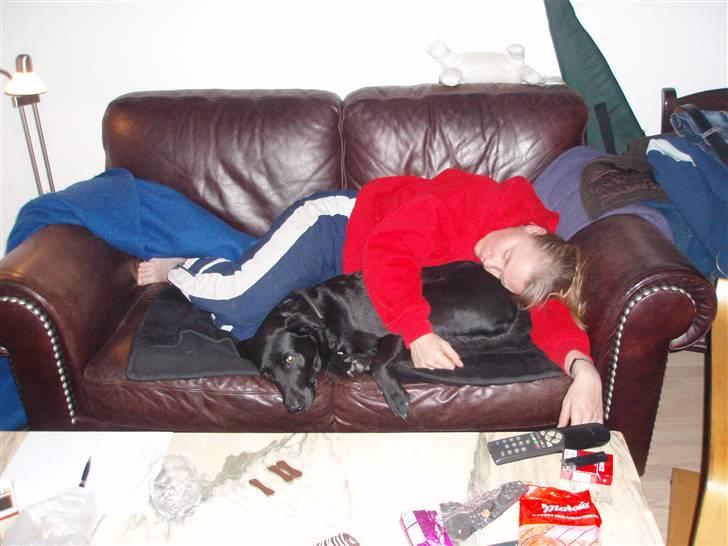 Labrador retriever Sif (Nana Broby) 2000-2013 - Det er nu hyggeligt at sove sammen med mor i sofaen billede 14