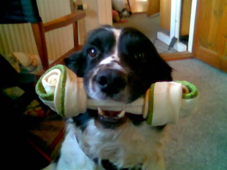 Blanding af racer Manta - Far (r.i.p. far blev ramt af en lastbil da jeg var 4 uger) billede 9