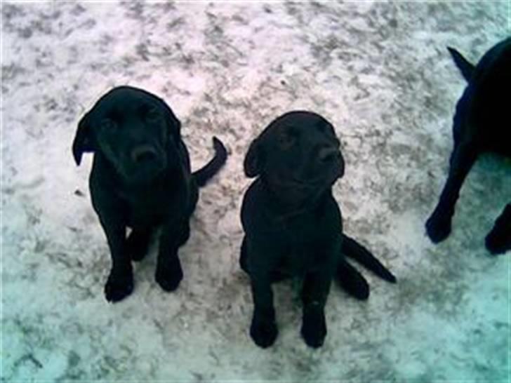 Labrador retriever Sif (Nana Broby) 2000-2013 - Odin og Skadi i sneen feb.2007 billede 15