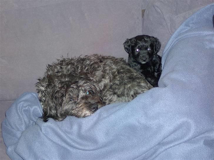 Blanding af racer Manta - mig og min moar råhygger i sofaen billede 10