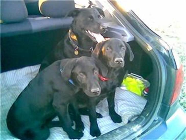 Labrador retriever Sif (Nana Broby) 2000-2013 - godt med et stort bagagerum billede 16