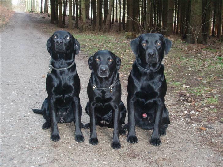 Labrador retriever Sif (Nana Broby) 2000-2013 - Skadi, Sif og Odin da han blev passet hos os i Januar 2008 billede 17