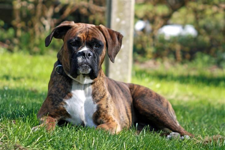 Boxer Coco Chanel billede 3