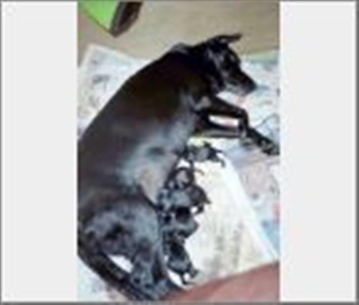 Labrador retriever Sif (Nana Broby) 2000-2013 - Sif mor for første gang. okt.2006 billede 18