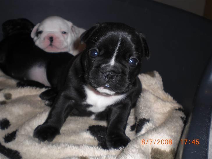 Fransk bulldog Eya billede 5