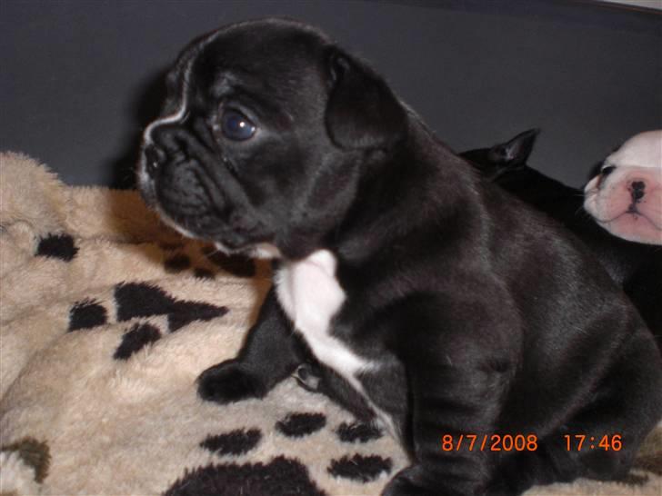 Fransk bulldog Eya billede 6