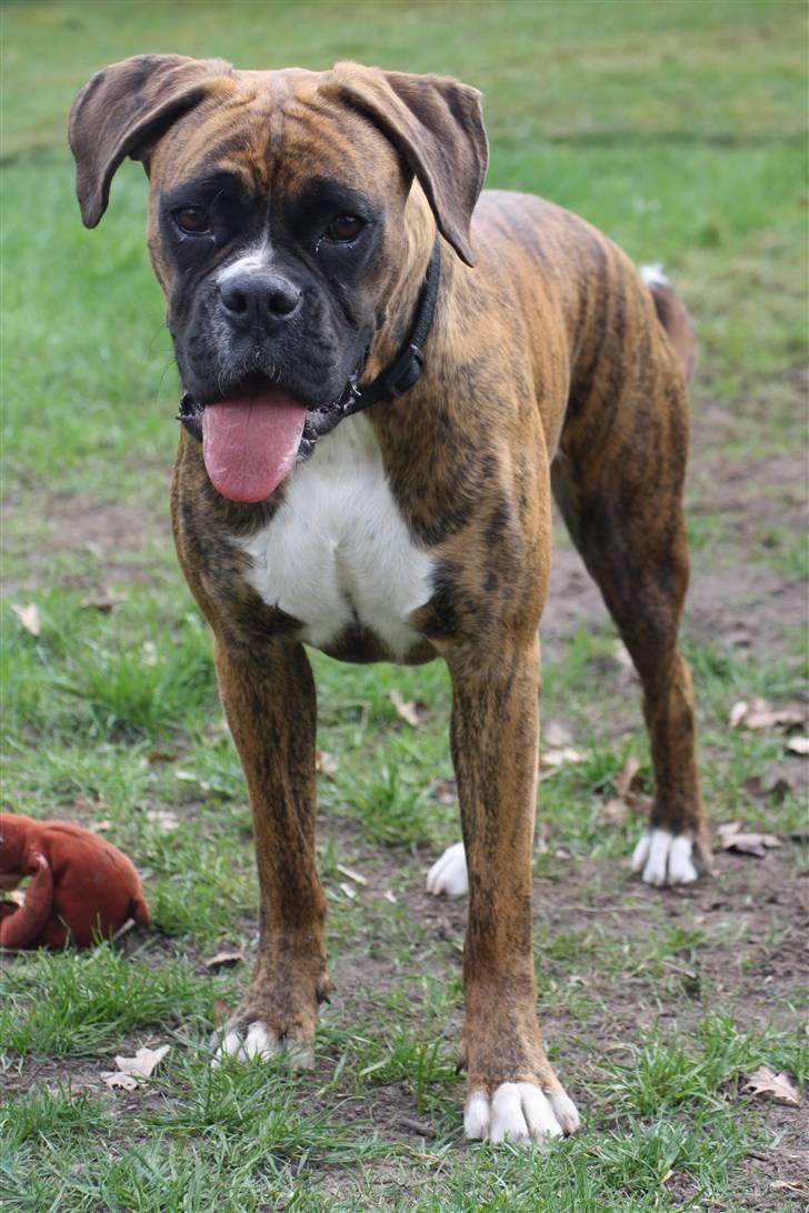 Boxer Coco Chanel - Nyt.. billede 4