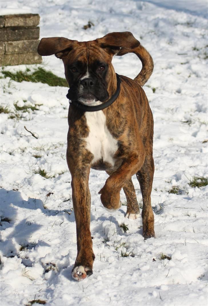 Boxer Coco Chanel billede 5