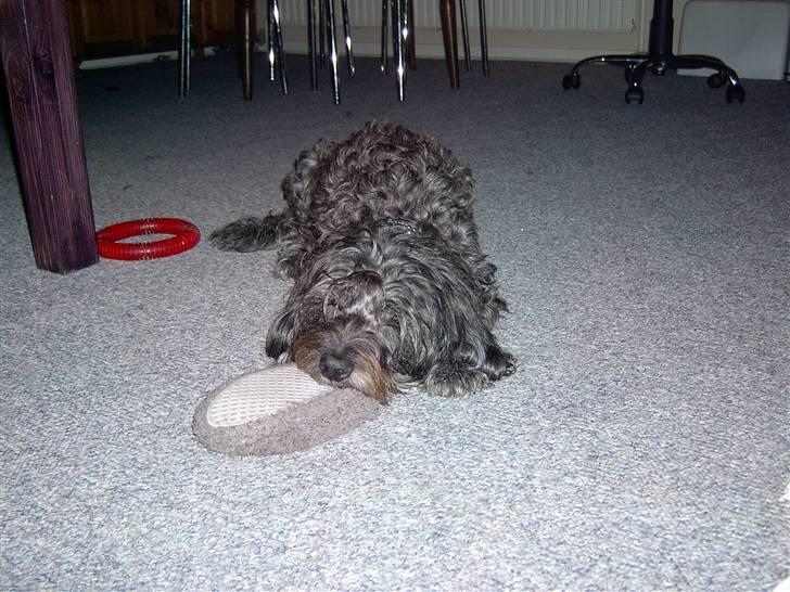 Blanding af racer Tess - det er altså min hjemmefut billede 11