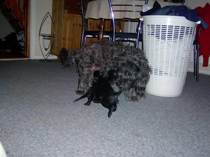 Blanding af racer Tess - de babyer altså! billede 12