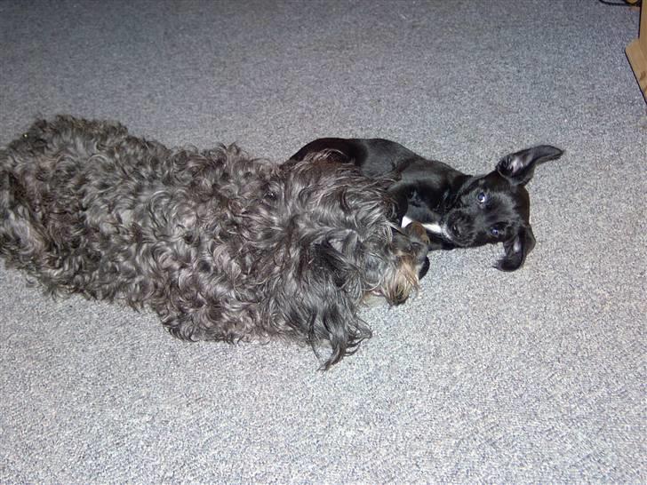 Blanding af racer Tess - man bliver aldrig for gammel til at lege! billede 13