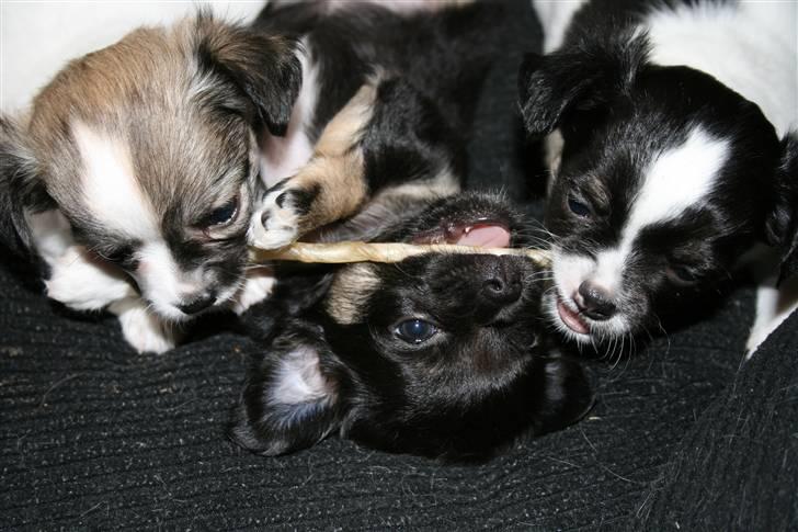 Chihuahua Chilli - Mine og Snoopy´s børn, de er her 5 uger og to dage...Olli, Fræke Frida og Møv billede 8