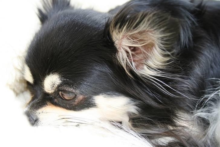 Chihuahua Chilli billede 9