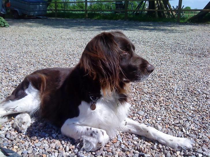 Kleiner münsterländer Esben **DØD 10/6 2008** billede 8