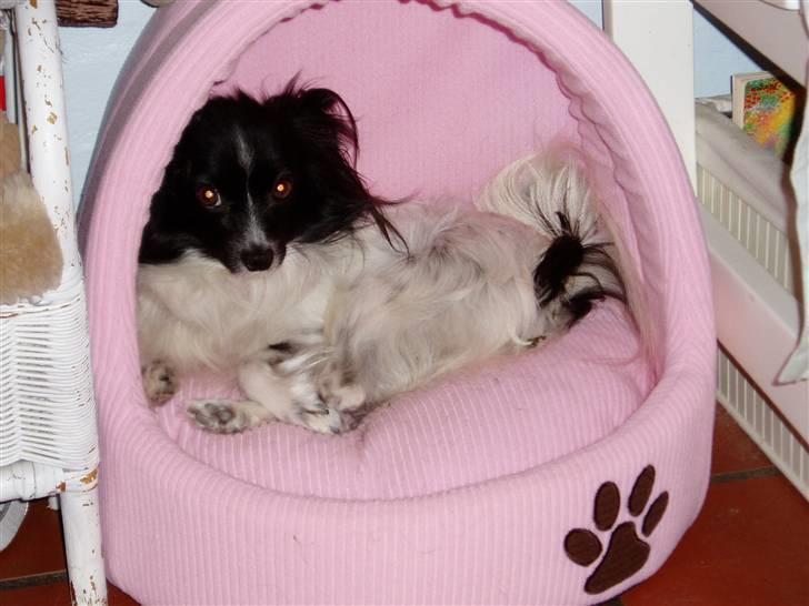 Papillon Sisse billede 11