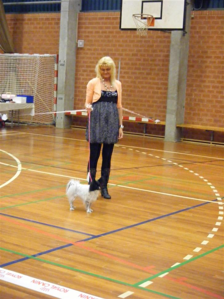 Papillon Sisse - Juleudstilling 2009 billede 12