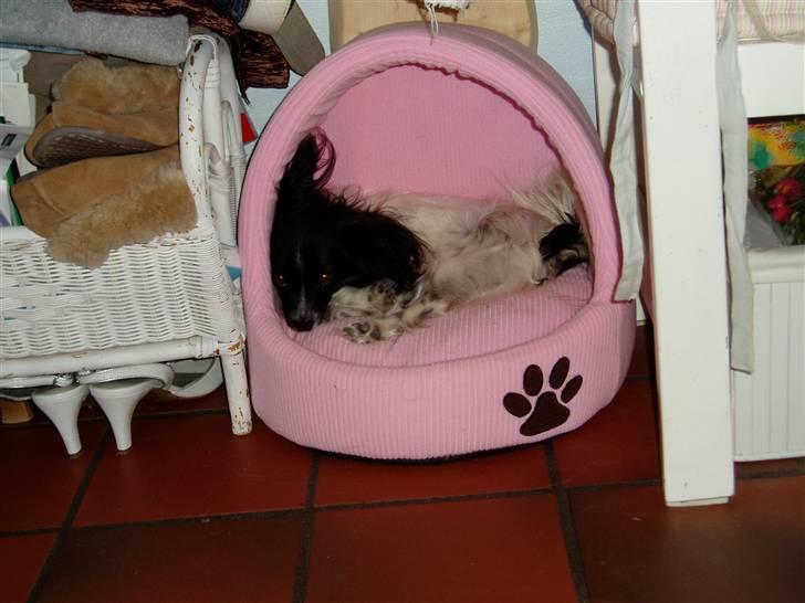 Papillon Sisse billede 13