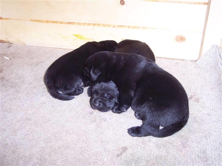 Labrador retriever Kenzo billede 12